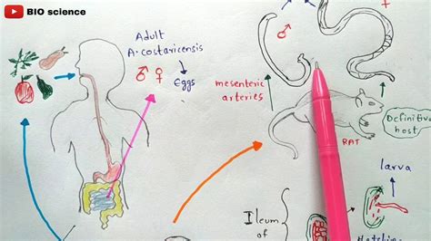 Angiostrongyliasis | Angiostrongylus cantonensis | Life cycle | Angiostrongylus costaricensis ...