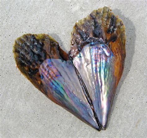 Pen Shell on the Beach Photograph by Dawn Witherington | Pixels