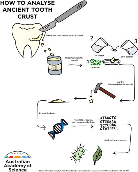 What did Neanderthals eat? - Curious