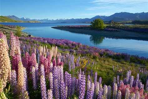 Lago Tekapo (Nueva Zelanda)