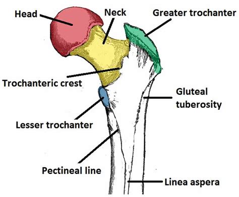 Trochanter definition, greater & lesser trochanter pain & fracture