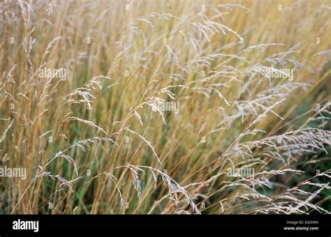 Tall Fescue Grass Seed Head