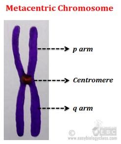 In metacentric chromosomes: