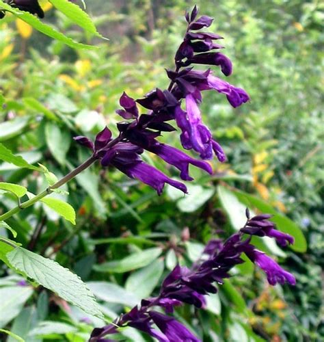 flowers for flower lovers.: Salvia flowers pictures.