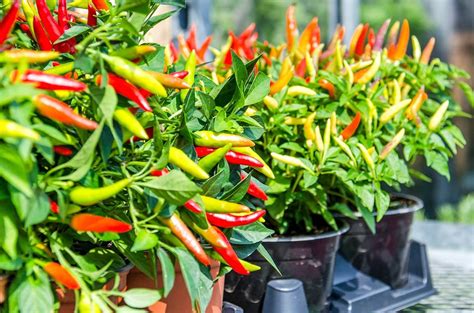 Semi-Breaking News: Chili Pepper Leaves Are Edible! | Chile Peppers, scoville heat scale and ...