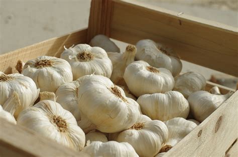 High Yield Garlic Variety Introduced in Pakistan ahead of Growing Season - Mettis Global Link