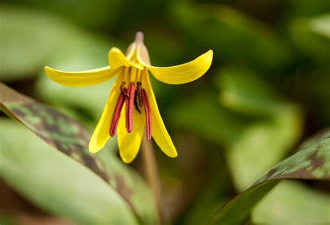 Erythronium americanum - Yellow trout lily care and culture | Travaldo ...