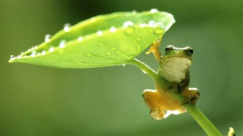 Frog HD Wallpaper Discover more Frog, Nature wallpaper. https://www ...