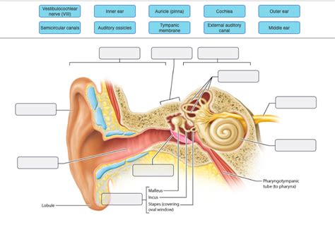 Incus Anatomy - Anatomy Book