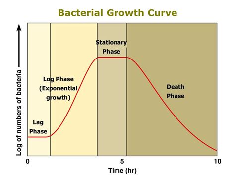 PPT - Microbial Growth PowerPoint Presentation, free download - ID:464403