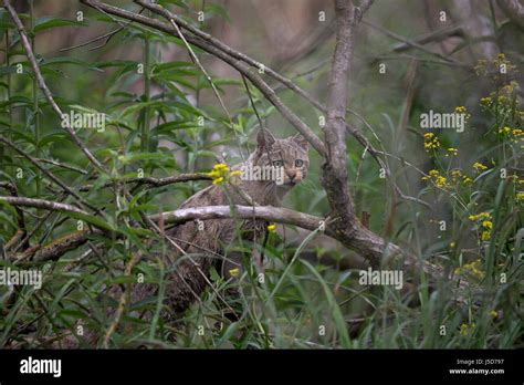 European Wild Cat Cats WildCat WildCats Stock Photo - Alamy