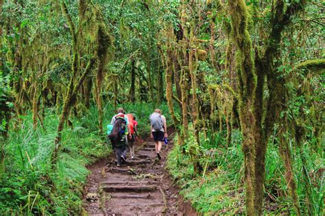 Machame Route Kilimanjaro Climb | Kilimanjaro Hike Vacation