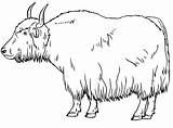 Yak Coloring Sheet sketch template