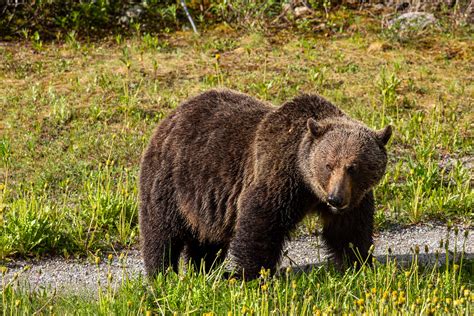 Alberta Brings Back Grizzly Hunting, But Only for 'Problem' Bears ...