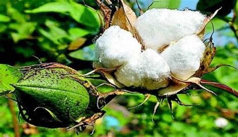 370 Varieties of Bt Cotton gets the Sale Licences in Maharashtra