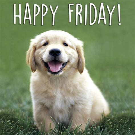 Happy Friday everyone! Cute Puppies, Dogs And Puppies, Cute Dogs, Doggies, Puppy Stages, Best ...