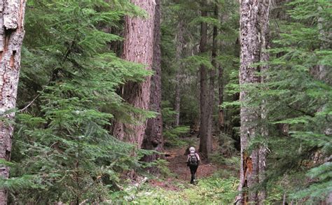 The Types of Ancient Forests in Oregon — The Mountaineers