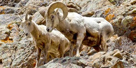 Bighorn Sheep - Rocky Mountain National Park (U.S. National Park Service)