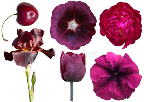 Set of Burgundy Plant Isolated on White Background Stock Image - Image ...