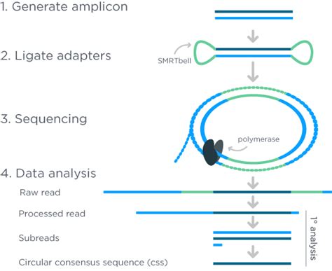 GENEWIZ from Azenta | Long-Read Amplicon Sequencing