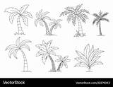 Palm Trees coloring Book Beautiful Palma Vector Image sketch template