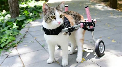 Cat Mobility Loss: Causes and Options - Pets Fame