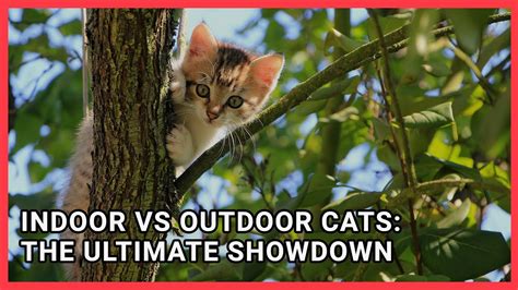 Indoor vs Outdoor Cats: The Ultimate Showdown - YouTube