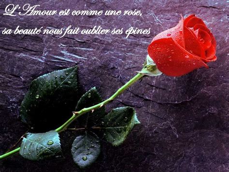 citation amour