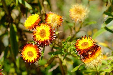 Wildflower Season WA: Find Australian Native Wildflowers 2023