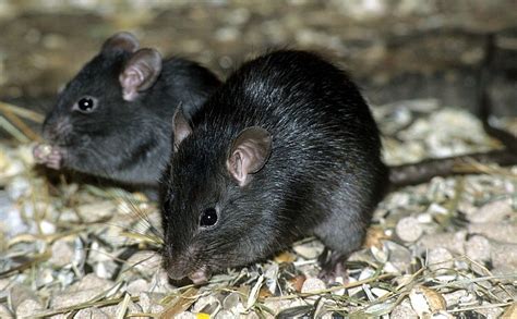 The Black Rat (Rattus rattus) has a slimmer body, shorter tail, and ...