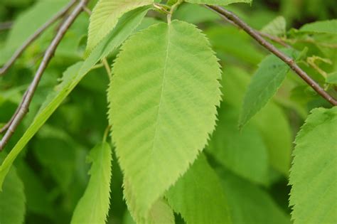 Japanese Hop Hornbeam (ostrya japonica)