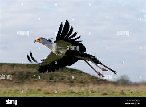 Secretary bird flying hi-res stock photography and images - Alamy