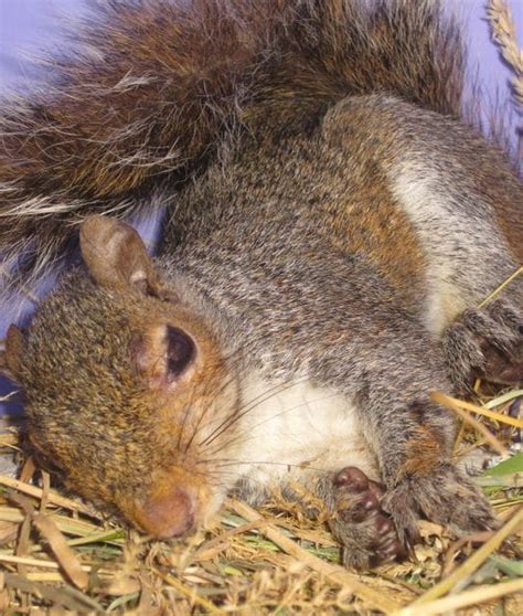 Injured squirrel will he survive? - Pet Samaritans