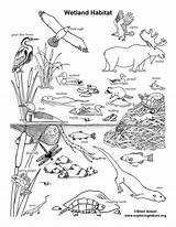 Wetland Habitat Coloring Page sketch template