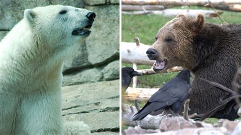 Polar Bear vs Grizzly Bear — Who Would Win? – animalfoodplanet