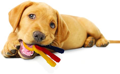 13 Best Dog Toys for Teething Puppies