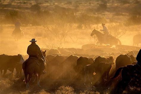 Old style cowboy skills in West Texas. No helicopters or machinery, just cowboys on horses ...