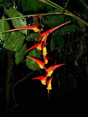 PLANTS LIST AMAZON RAINFOREST, ECUADOR [100 PICTURES] | Amazon ...