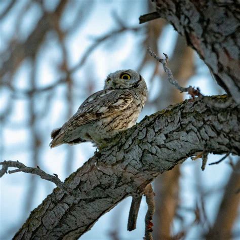 Western Screech Owl Recovers From Trauma - EmerAidVet