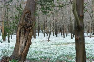 Welford Park snowdrops © Stephen Maunders cc-by-sa/2.0 :: Geograph ...