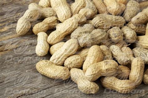 Raw shelled peanuts bulk exporting countries - Nutex company - Nutex ...