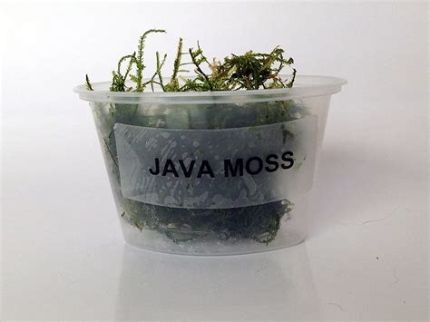 Java Moss - Easy Live Fresh Water Aquatic Plant for Fish Tank, Floating Aquarium Plant - Walmart.com