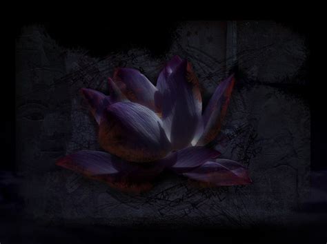 Black Lotus Wallpapers on WallpaperDog