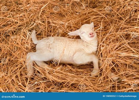 Lamb dreaming stock photo. Image of sleepy, smiling, wool - 19890552