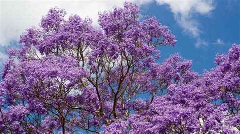 How To Grow And Care For Jacaranda Trees