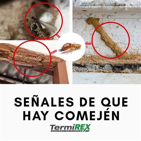 Fumigación de Comején TermiRex Control de Plagas