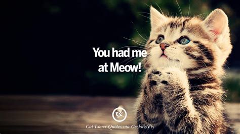 25 Cute Cat Images With Quotes For Crazy Cat Ladies, Gentlemen And Lovers