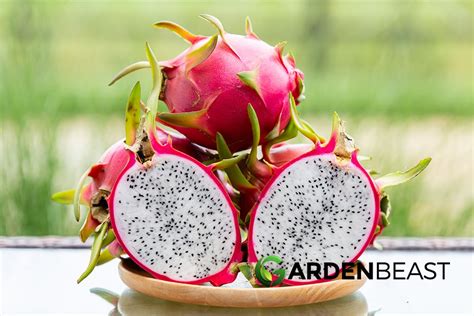 How to Grow a Dragon Fruit from Seed: All You Need to Know