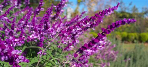 Purple Sage: Planting and Care Instructions | DoItYourself.com