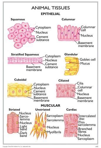 😂 Biology animal tissue. The Function and Cell Types of Epithelial ...